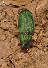 Chlaenius olivieri