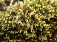 Hedwigia stellata
