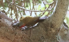 Chloropicus griseocephalus