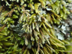 Hedwigia stellata