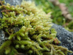 Hedwigia stellata