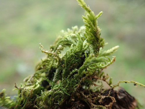 California alsia moss (Alsia californica)