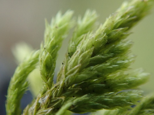 Image of Alsia californica by no rights reserved
