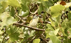 Pogoniulus pusillus