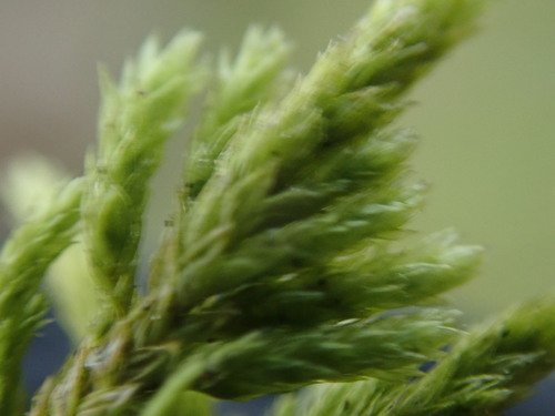 Image of Alsia californica by no rights reserved