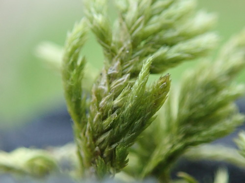 Image of Alsia californica by no rights reserved