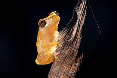 Dendropsophus branneri