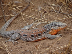 Callopistes maculatus