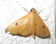 Phostria bistigmalis
