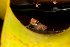 Dendropsophus branneri