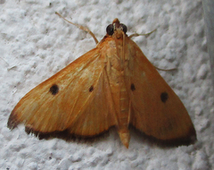 Phostria bistigmalis