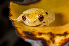 Dendropsophus branneri