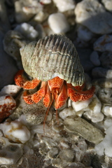 Coenobita perlatus