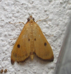 Phostria bistigmalis