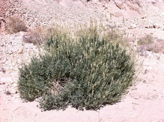 Reseda alphonsii