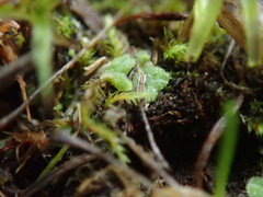 Riccia beyrichiana