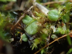 Riccia beyrichiana