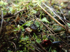 Riccia beyrichiana