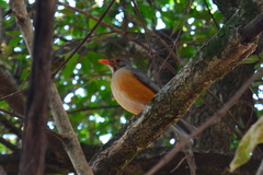 Turdus libonyana