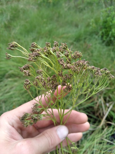 Image of Hartwrightia floridana by (c) Scott Ward, some rights reserved (CC BY)