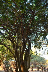 Vangueria cyanescens