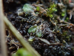 Riccia beyrichiana