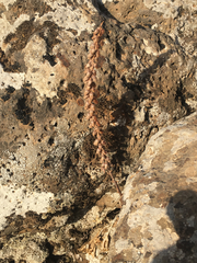 Umbilicus intermedius