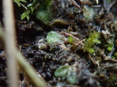 Riccia beyrichiana