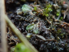 Riccia beyrichiana