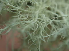 Usnea cornuta
