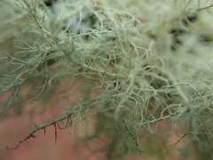 Usnea cornuta