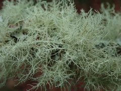 Usnea cornuta