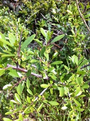 Rhamnus lycioides
