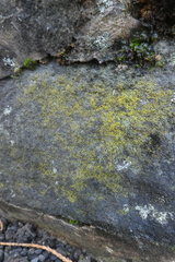 Flavoplaca citrina