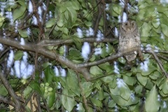 Otus senegalensis
