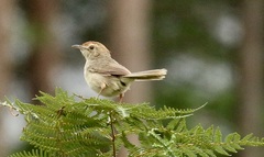 Cisticola aberrans