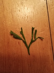 Diphasiastrum complanatum