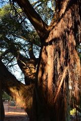 Ficus natalensis natalensis