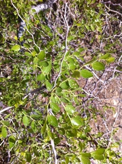 Ziziphus lotus