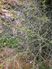 Ziziphus lotus