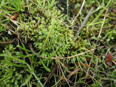 Philonotis capillaris