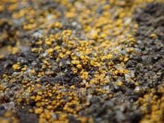 Leproplaca chrysodeta