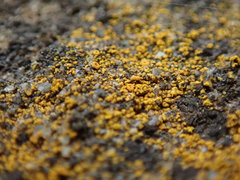 Leproplaca chrysodeta