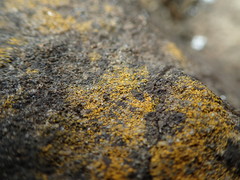 Leproplaca chrysodeta