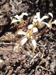 Pelargonium nervifolium