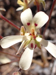 Pelargonium nervifolium
