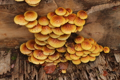 Pholiota adiposa