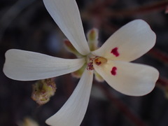 Pelargonium nervifolium