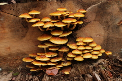 Pholiota adiposa
