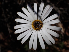 Ursinia pilifera